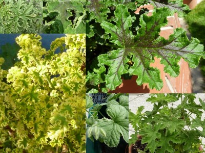 Collage buntblatt.jpg