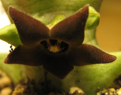 Blüte Stapelia.jpg