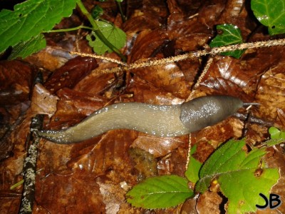 Schwarzer Schnegel Sihl 30.5.14 k.jpg