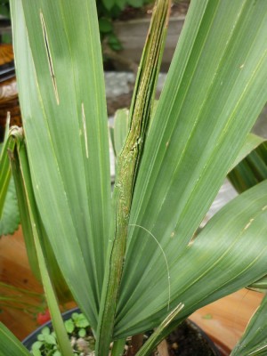 green-P1050606.jpg