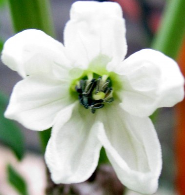 Chili-Blüte 2014.jpg
