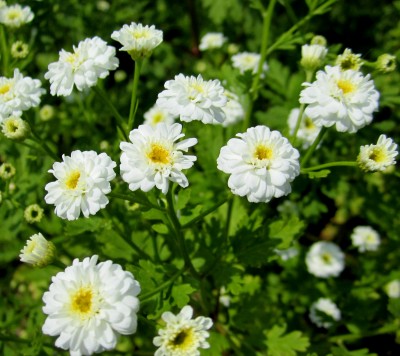 mir unbekannte Gartenblume.jpg