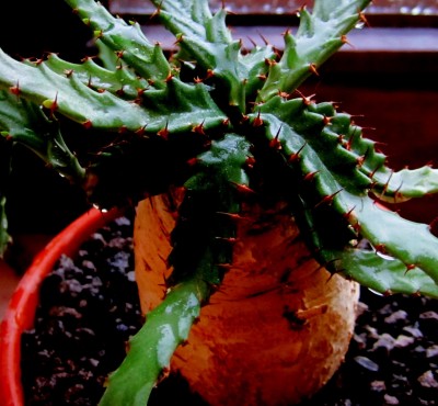 Euphorbia-stellata.jpg