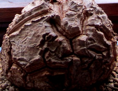 Caudex-Elephantipes.jpg