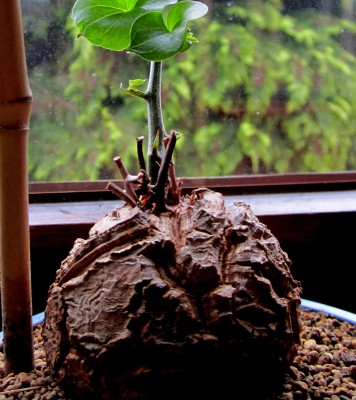 Dioscorea-Elephantipes.jpg