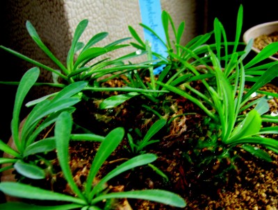 Euphorbia-bupleurifolia x susannae.jpg