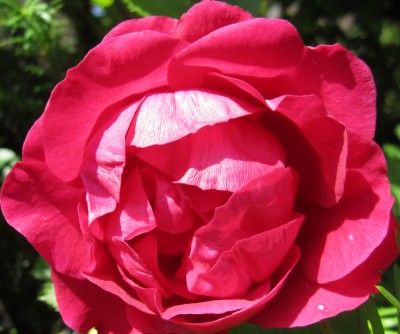 Frühling 2014 3 021.jpg