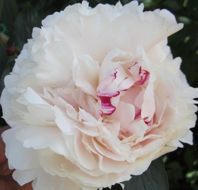 Frühling 2014 3 024.jpg