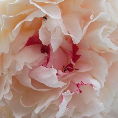 Frühling 2014 3 061.jpg