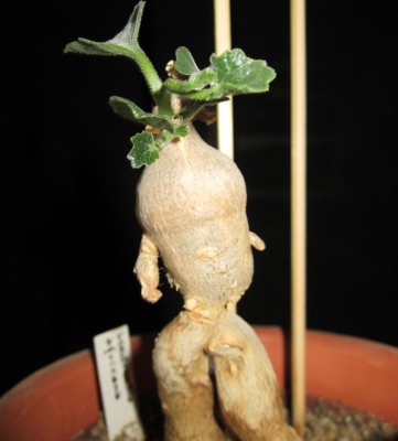 Frühling 2014 3 582.jpg