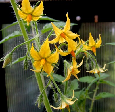 Tomatenblüten.jpg