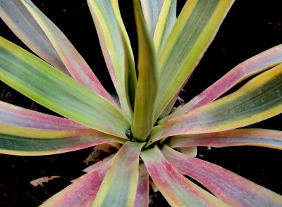 Yucca Gloriosa Bright Star.jpg