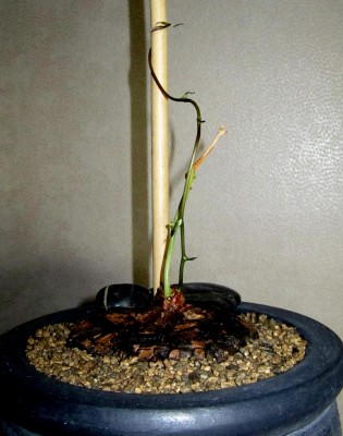 Dioscorea - Mexicana.jpg