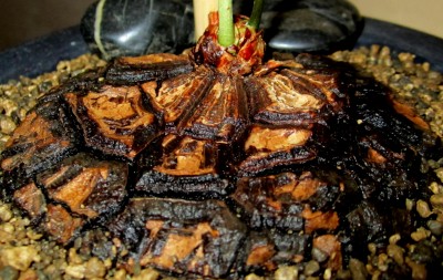 Mexicana - Caudex - Schildkrötenpflanze.jpg