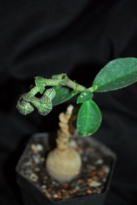 Monadenium 027pp.jpg