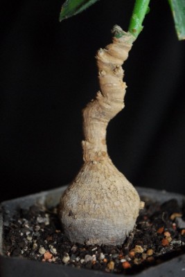 Monadenium 029pp.jpg