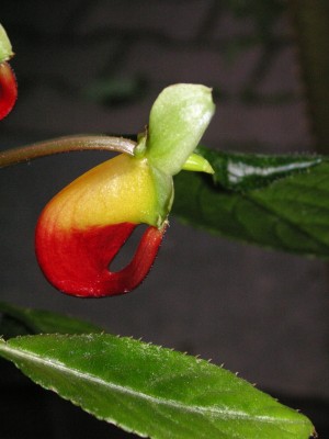 20. juli 2007 089.jpg