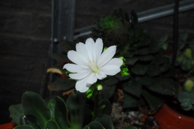Frühling14 133pp.jpg