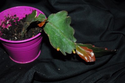 Rhipsalis14 001pp.jpg