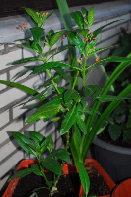 Frühling14 137pp.jpg