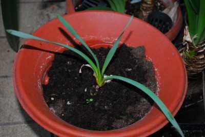 Frühling14 139pp.jpg