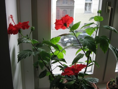 IMG_7120.JPG