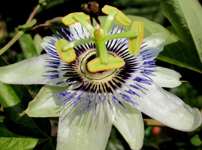 Passiflora-Ed..jpg