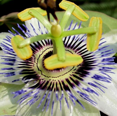 Passiflora-Ed..jpg