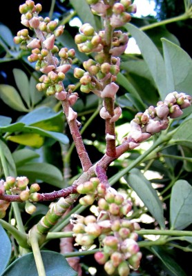 Schefflera variegata blüht.jpg