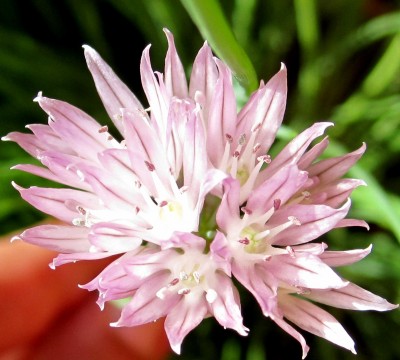 Schnittlauchblüte.jpg