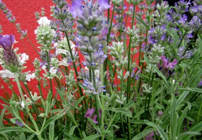 Lavendelblüten.jpg
