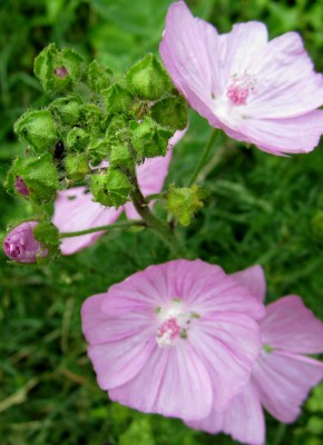 Sommer2014 024.jpg