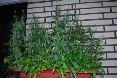 Frühling14 140pp.jpg