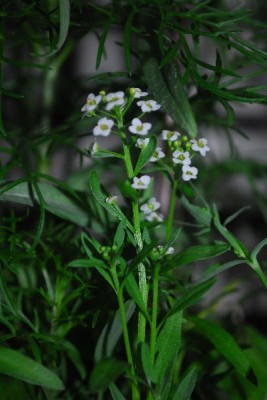 Frühling14 141pp.jpg