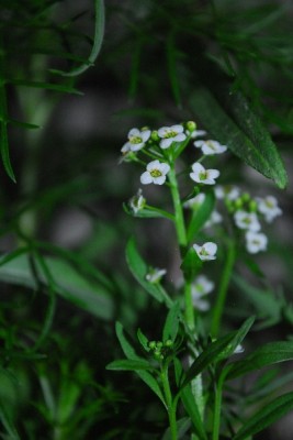 Frühling14 143pp.jpg