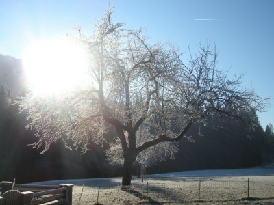 baumsonne.JPG