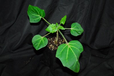 Uncarina 013pp.jpg