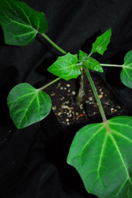 Uncarina 014pp.jpg