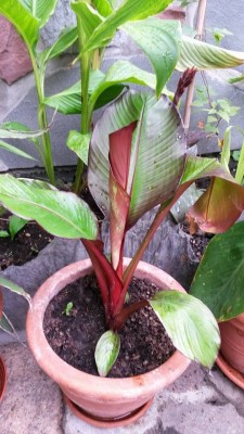 20140610_ensete.jpg