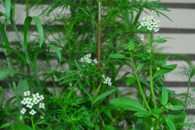 Frühling14 154pp.jpg