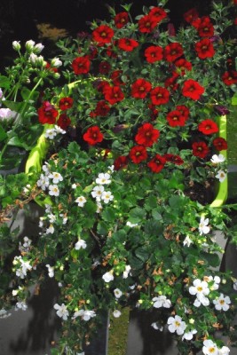 Frühling14 159pp.jpg