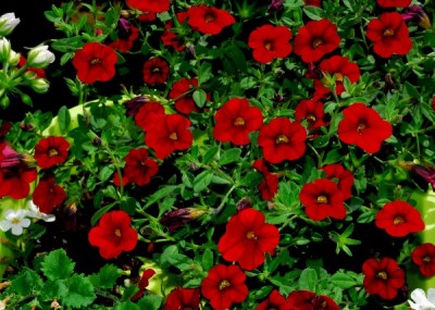 Frühling14 160pp.jpg