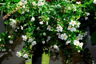 Frühling14 163pp.jpg