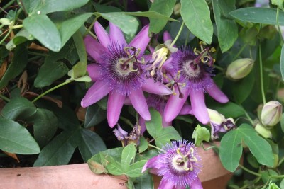 DSCF2307.jpg