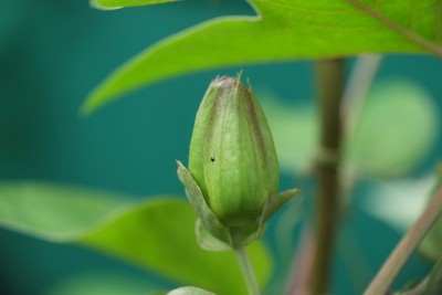 DSCF2270.jpg