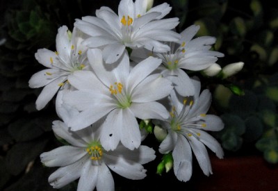 Frühling14 168pp.jpg