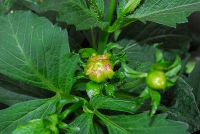 Frühling14 172pp.jpg