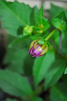 Frühling14 173pp.jpg