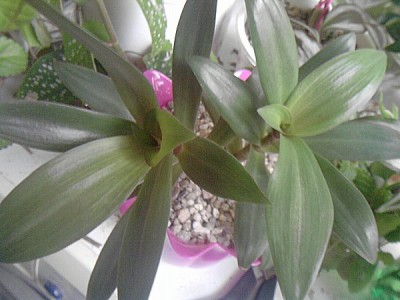 tradescantia001.jpg