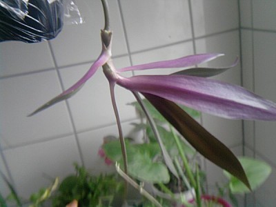 tradescantia004.jpg